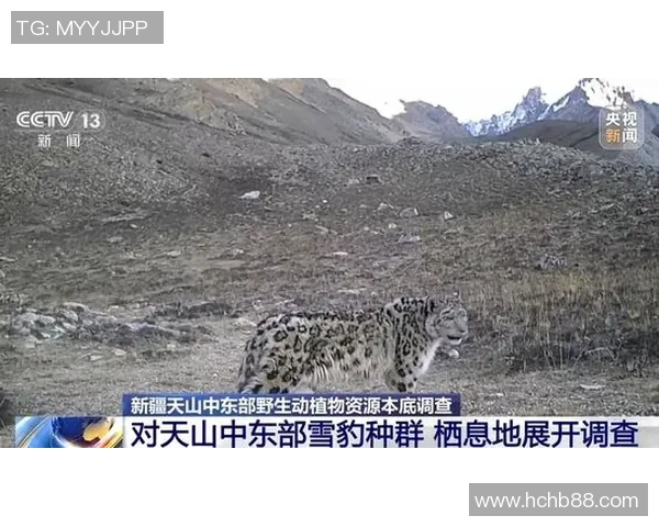 2018年新疆天山雪豹与武汉队的精彩对决回顾与分析